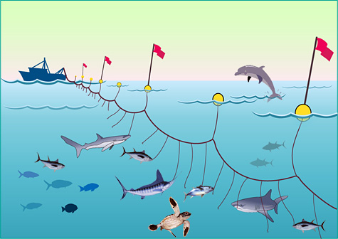 Reducing pelagic longline fisheries by catch – Fishery research: A squid  that a shark won't eat –