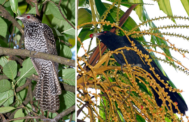 koel