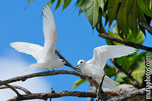 white_tern