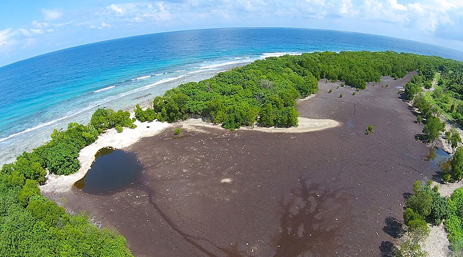 Mangroves also sequester carbon far more effectively and more permanently than other tropical forests. Further, studies have shown, mangrove forests store up to five times more carbon than most other than terrestrial forests.