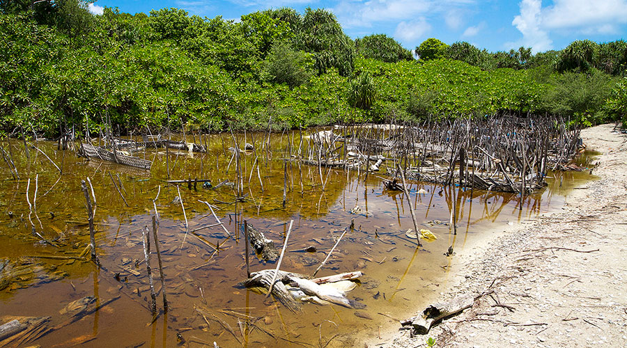 This water-body does not have any flora or fauna associated with mangrove habitats, and this water –body got brackish water and is used by locals to process coconut husk for coir making. There was a large amount of introduced freshwater fish (Tilapia (Oreochromis sp.) and Bitterlings (Rhodeus spp.)) at this site.