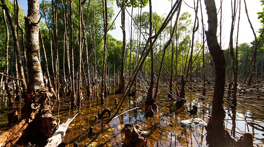 Bruguiera cylindrica (Kan’doo) with roots systems swamp in Filladhoo