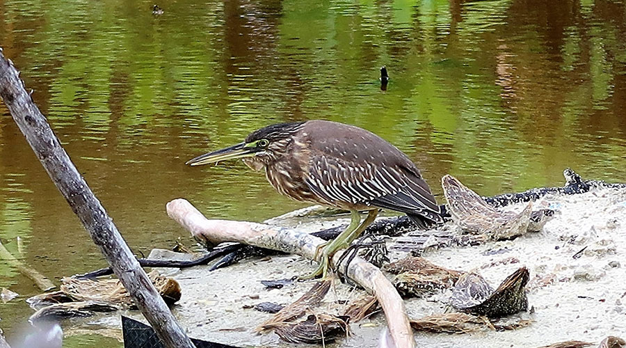 A Striated Heron (Butorides striatus), locally known as Raabodhi hunched into a compact position, in egg-shaped posture on a Stilt Mangroves prop root over the water, motionless but intently looking out for prey. This solitary bird’s colorful plumage actually provides excellent camouflage among the mangroves prop roots.