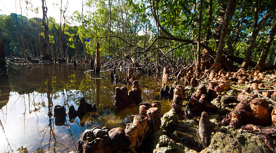 Bruguiera cylindrica (Kan’doo) with roots systems swamp in Filladhoo