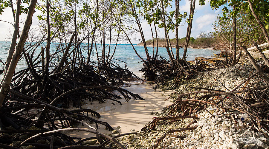 Red Mangroves almost in the sea: Aerial roots which extend from branches down into the water act as breakwater protecting island from coastal erosion.