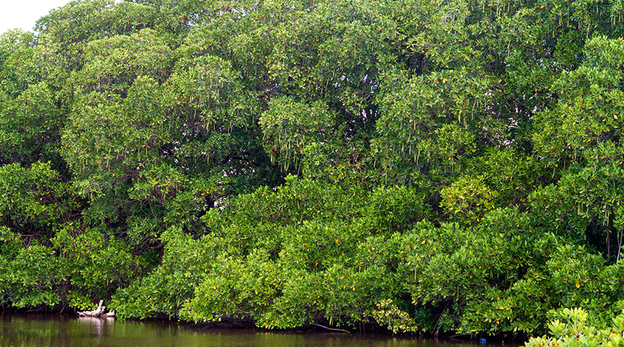 Red mangrove (Rhizophora mucronata) local know as Ran’doo is the most common mangrove plant found on the tidal mangrove swamp in Fihladhoo.