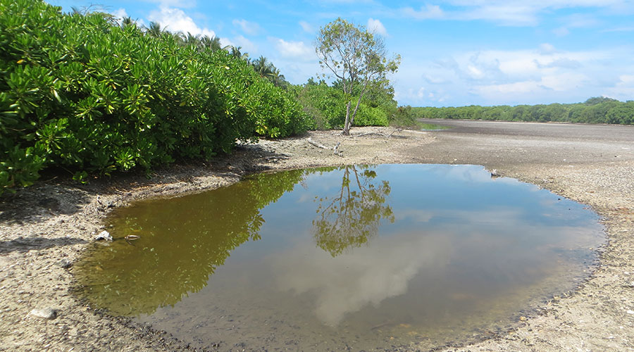 During the dry season the topsoil of the mangrove swamps in the Estern side of Baarah get dry-out killing fish introduce to control mosquitoes. In order to avoid this process, the island community has dug pits within the swamp, so that bulk of fish get collected in the pits during the dry season.