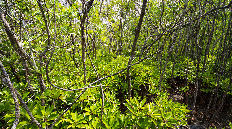 Small- leafed Orange Mangroves (Kan’doo) presently found in Neykurandhoo mangroves swamp were introduced and cultivated by people from Neykurandhoo.  Kan’doo propagules were collected from Keylakunu almost a year after the Bodu Vissaara (major storm) of 25 December 1923 according to a local elderly person.