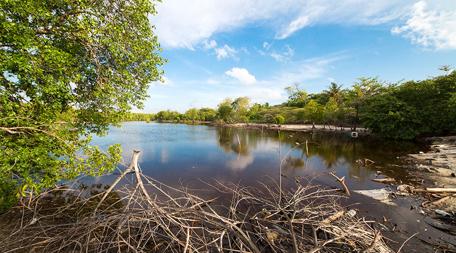 Mangrove swamps poorly managed in the Easter side of Baarah. Mangroves have been cut for its firewood and timber. It is vital to initiate community-based mangrove rehabilitation and to restore lost mangroves and sustainably manage the wetland.