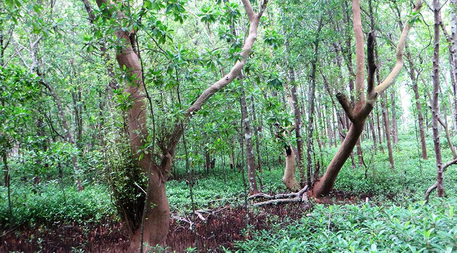 Keylakunu also habour the biggest Grey mangrove (Barugas) forest in Maldives with numerous spongy pencil-like roots that spread out from the base of the trunk.