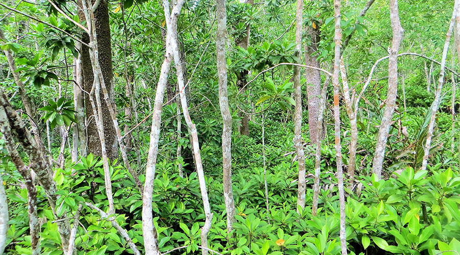 Mangroves provide a number of valuable ecosystem services that contribute to human wellbeing. In Maldives, propagules of Small-leafed Orange Mangrove (Kan’doo) are consumed after removing the skin and boiling at least four times, first time with wood ash to get rid of bitterness and then with salt to acquire a taste of salt