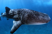 whale shark