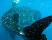 whaleshark