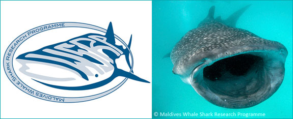 whale shark