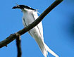 white tern